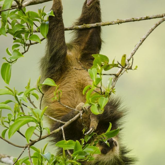 Hoffmann’s two-toed sloth © Steve Ogle