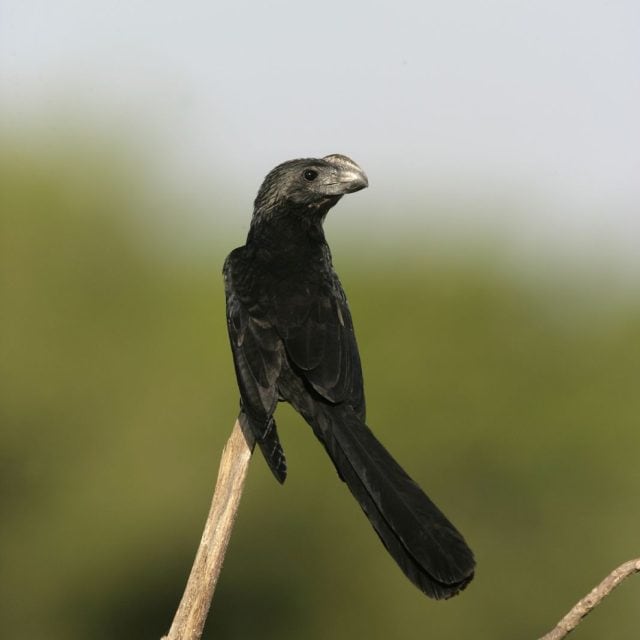 Smooth-billed Ani