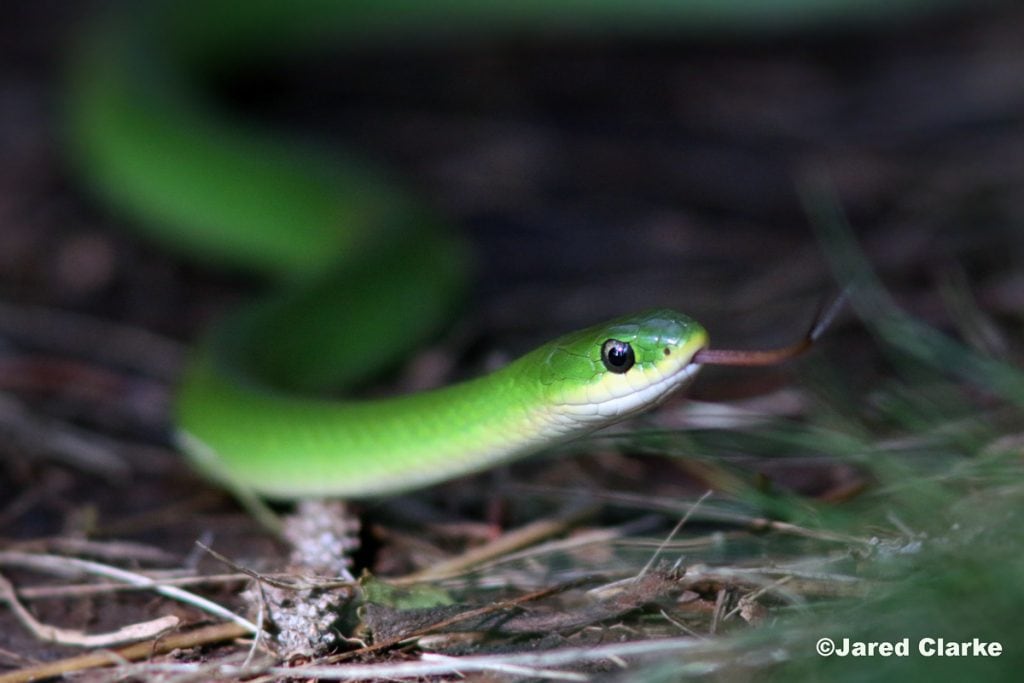 Smooth Green Snake