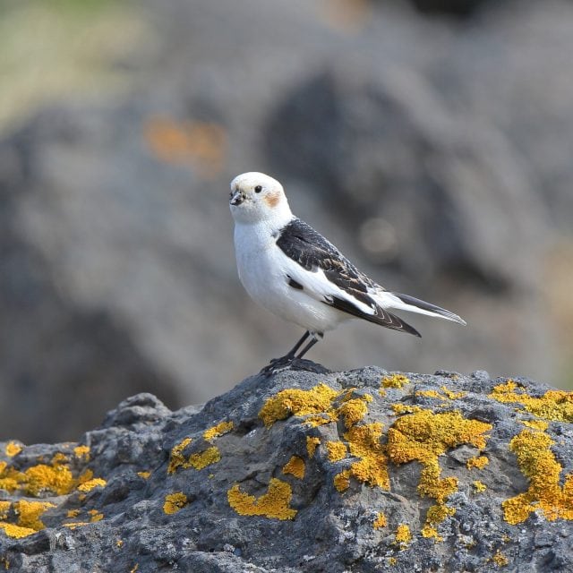 Snow-Bunting