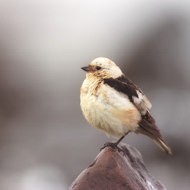 Snow Bunting