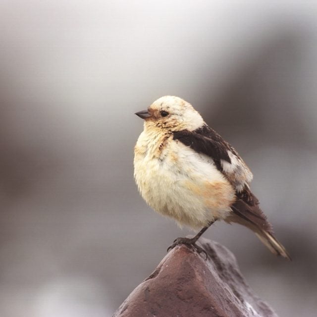 Snow Bunting