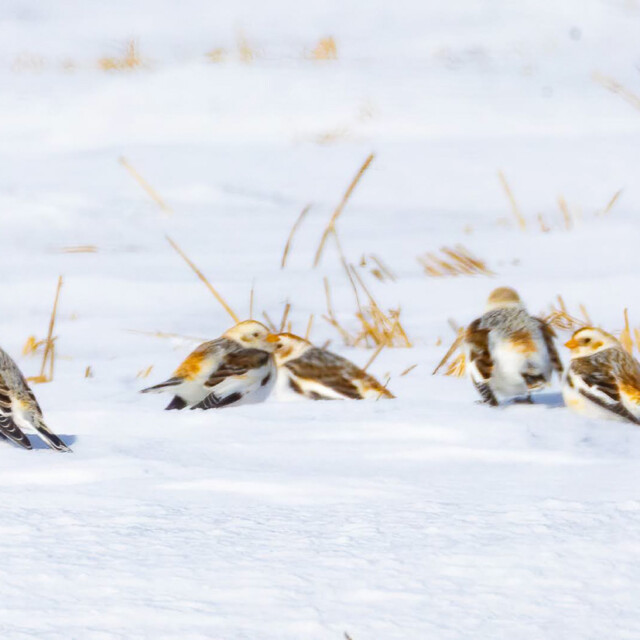 Snow Buntings