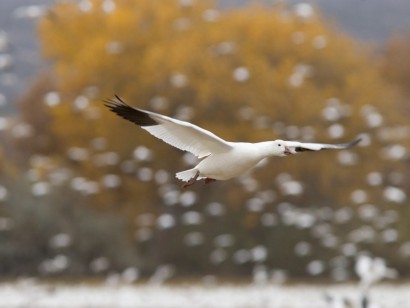 Quebec in Fall: Birds & Whales