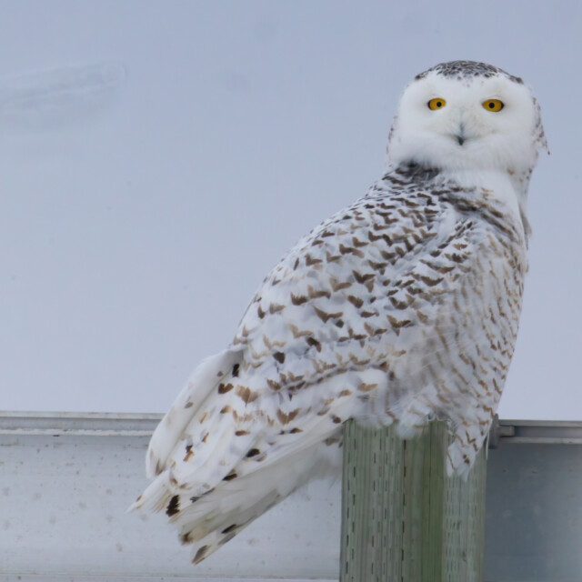 Snowy Owl