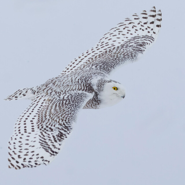 Snowy Owl