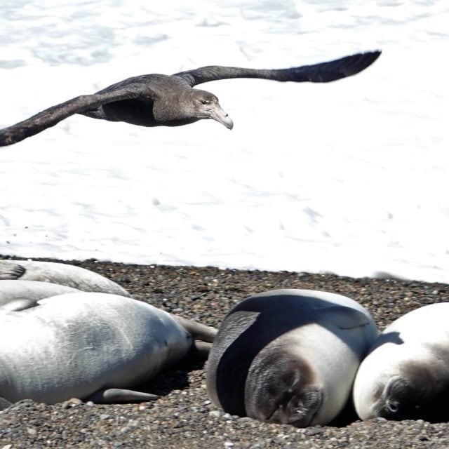 Southern Giant Petrel © Paul Prior