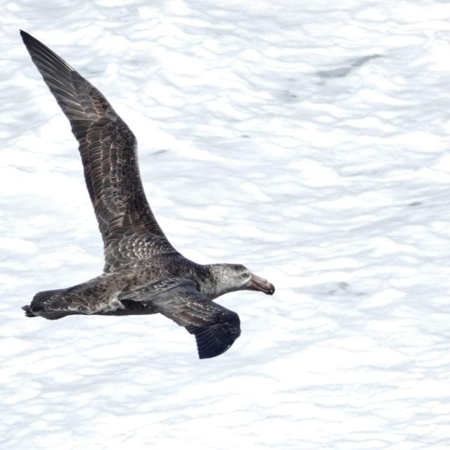 Southern Giant Petrel © Paul Prior