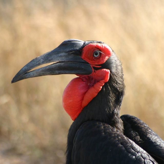Southern-Ground-Hornbill