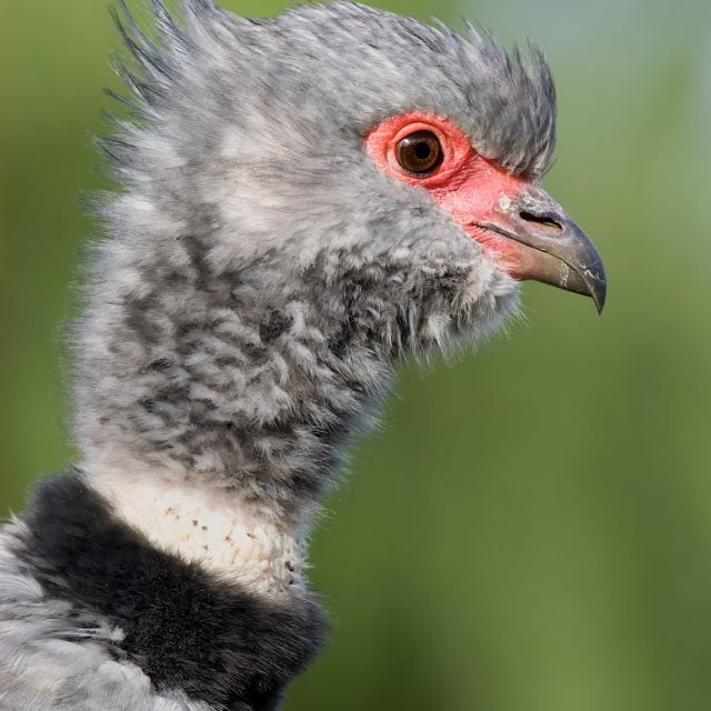 Souther Screamer