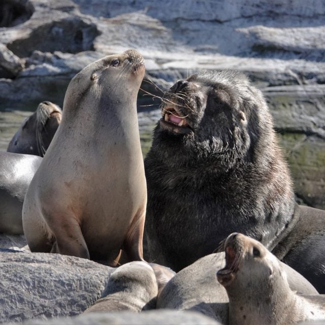 Southern Sea Lions on beach