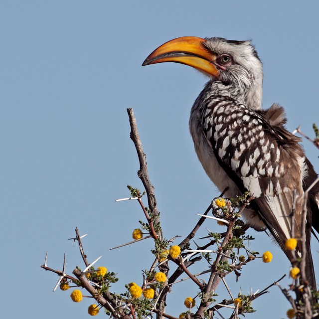 Southern Yellow-billed Hornbill