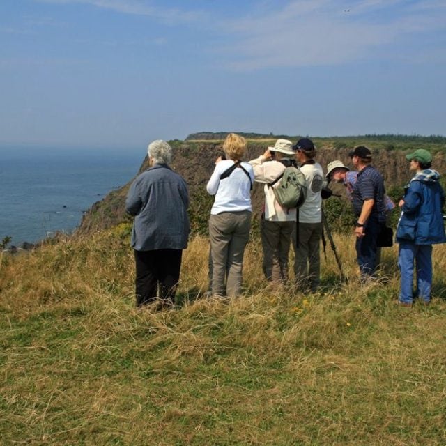 Birdwatching on Southern Head