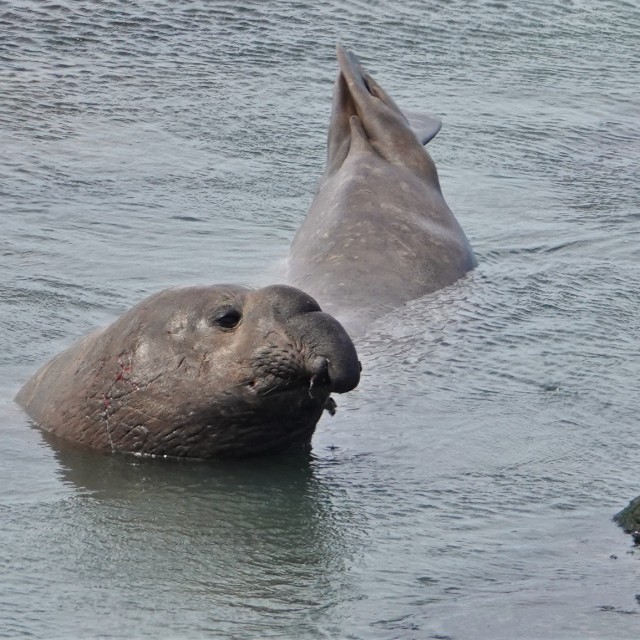 Southern Elephant Seal