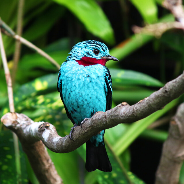 Spangled Cotinga