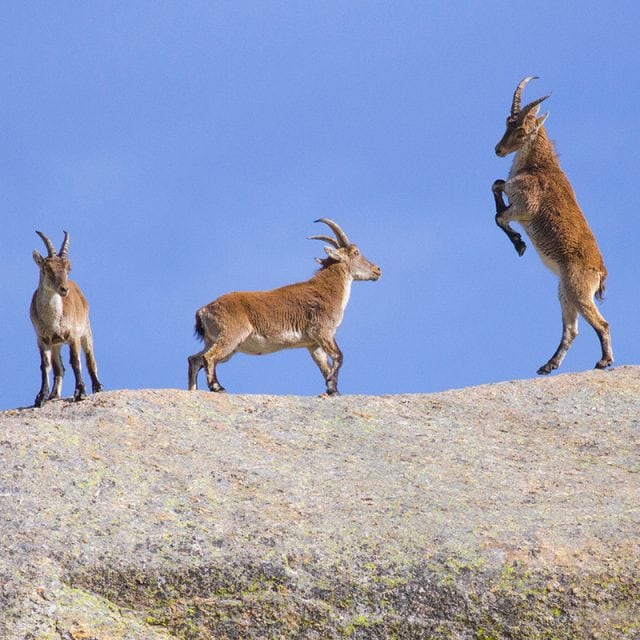 Spanish Ibex © Javi Elorriaga