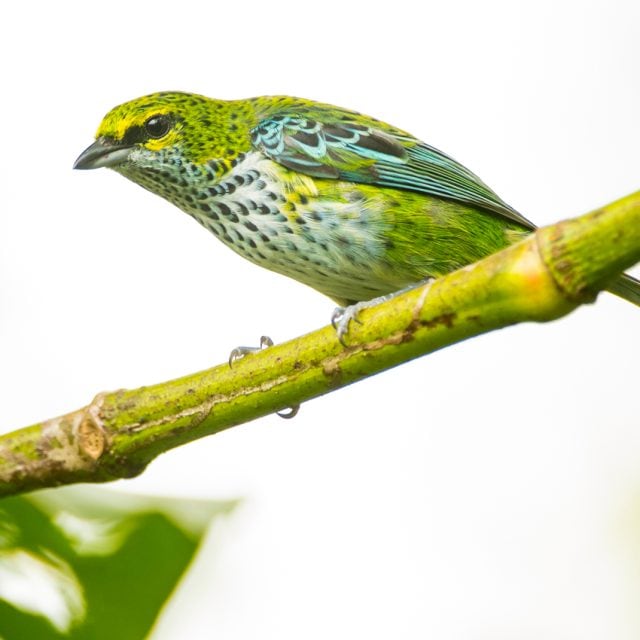 Speckled Tanager