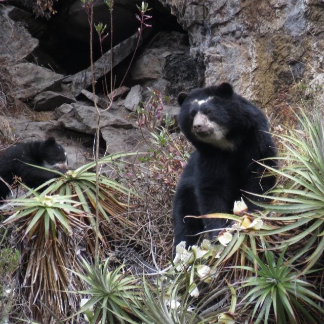 Spectacled Bear with cub at Antisanilla by Adela Espinosa