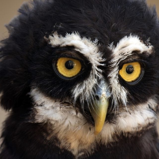 Spectacled Owl
