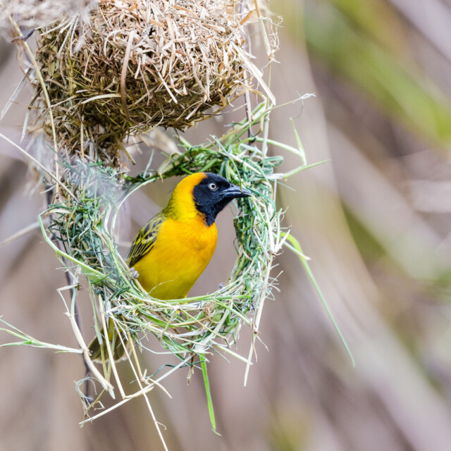 Lesser Masked Weaver