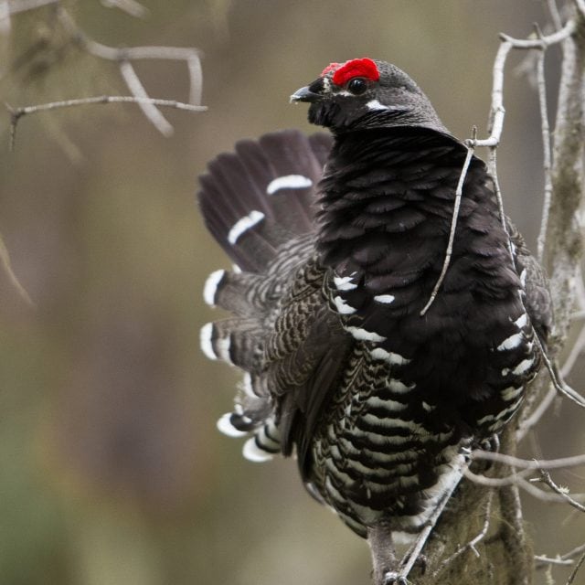 Spruce Grouse