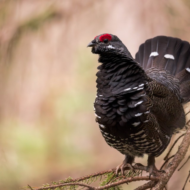Spruce Grouse