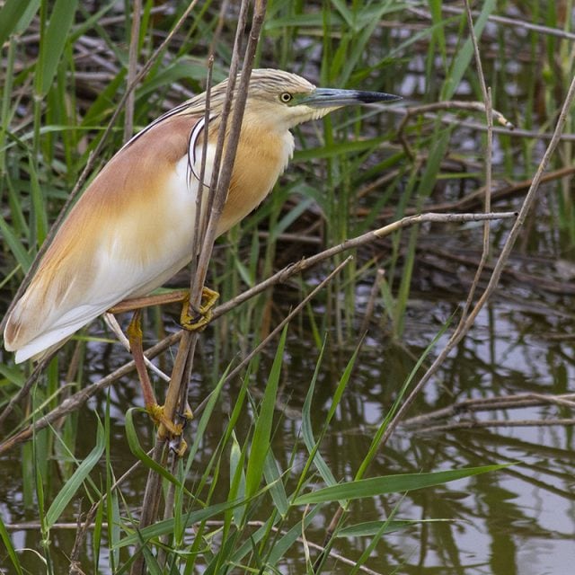 Squaco Heron in Donana