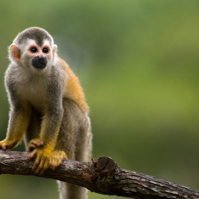 Squirrel monkey