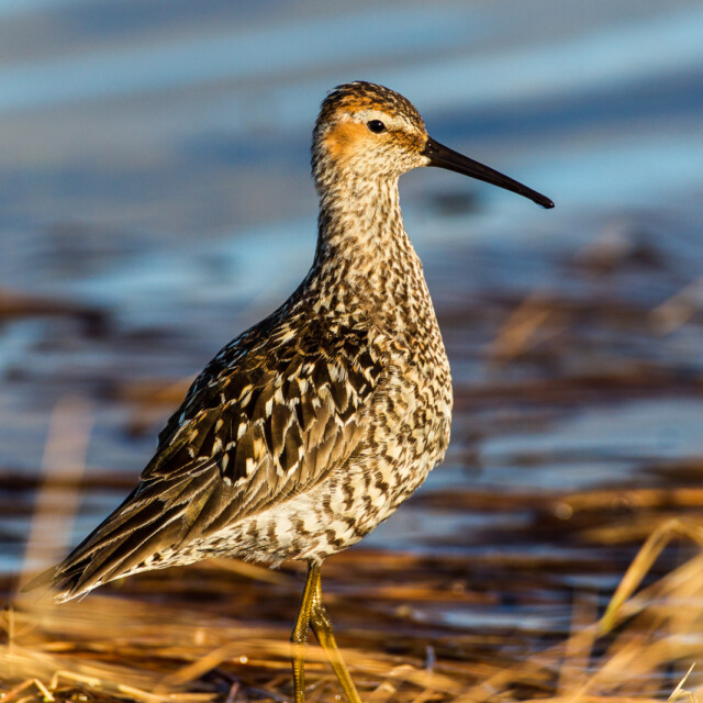 Stilt Sandpiper (Calidris himantopus)