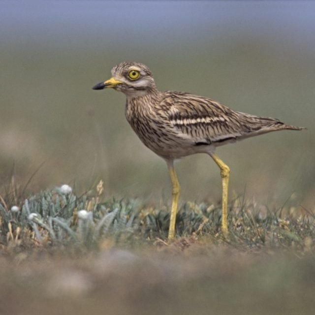 Stone Curlew
