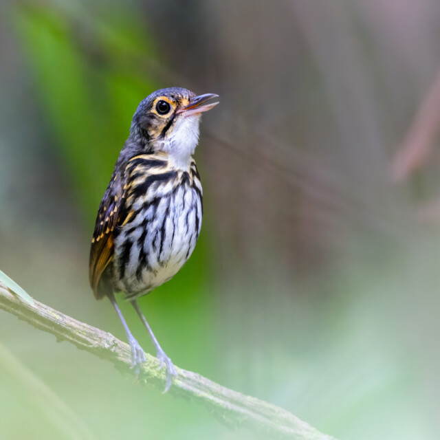 Streak-chested Antpitta