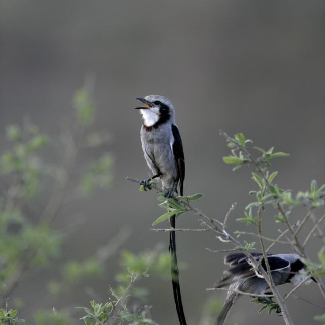 Streamer-tailed Tyrant