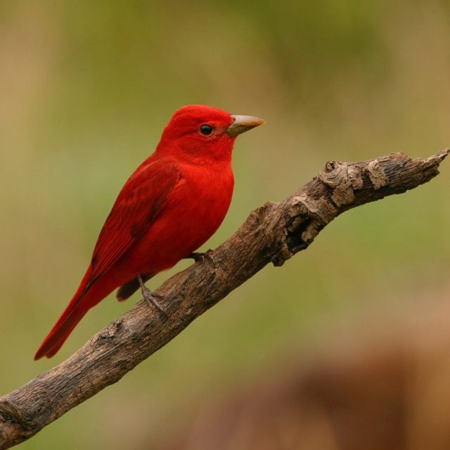 Summer Tanager