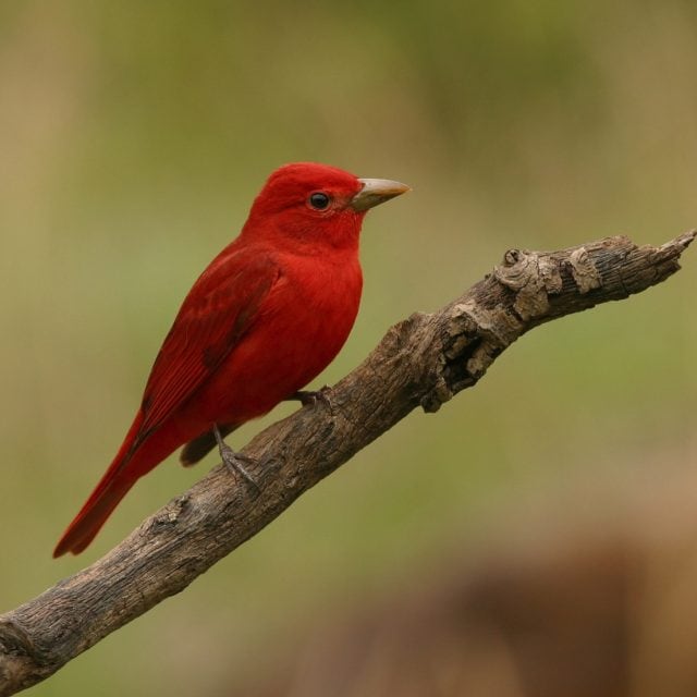 Summer Tanager