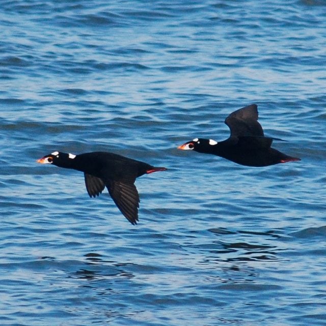 Surf Scoters