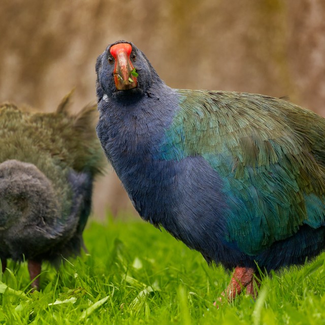 Takahe, New Zealand