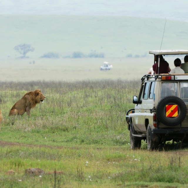 tourists in an off-road vehicle watching lions in the ngorongoro crater in tanzania
