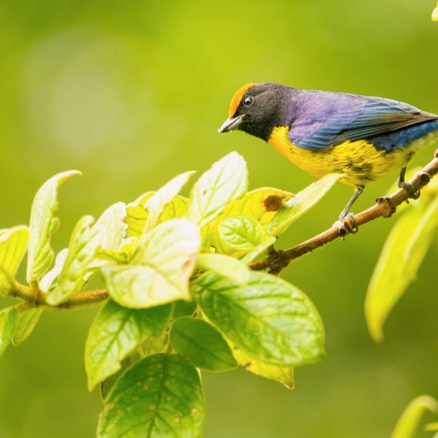 Tawny-capped Euphonia © Steve Ogle