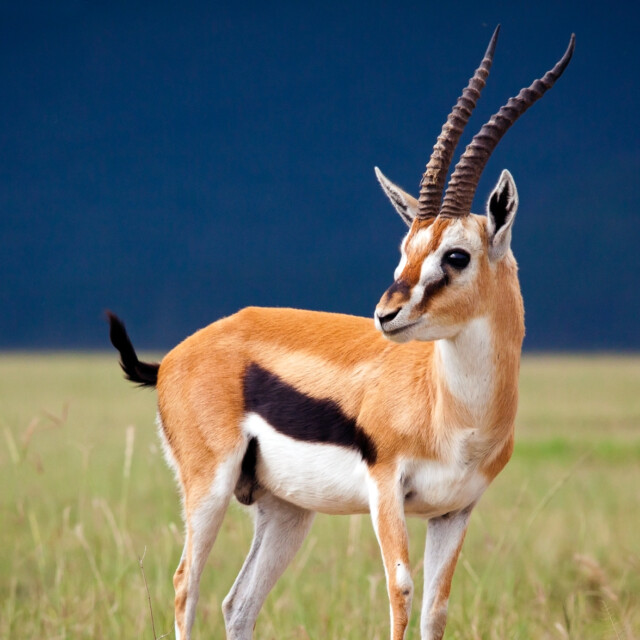 Thompson's gazelle