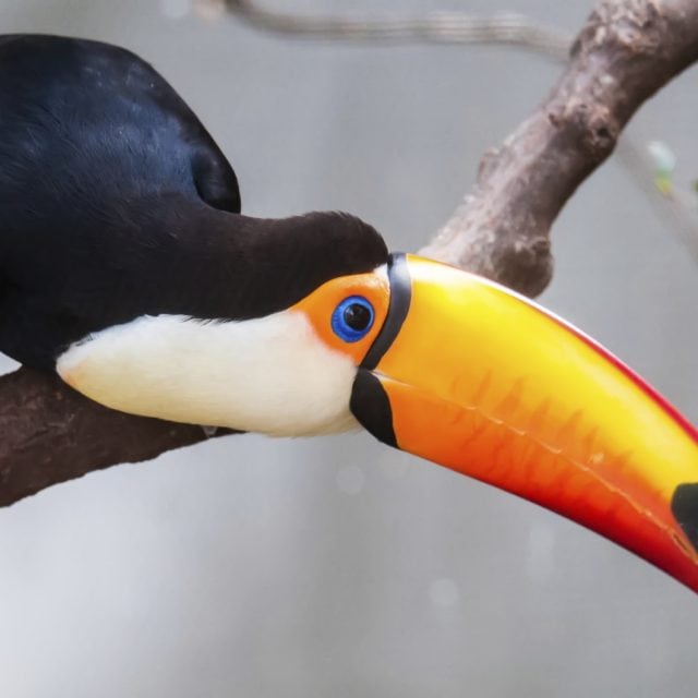 Toco Toucan