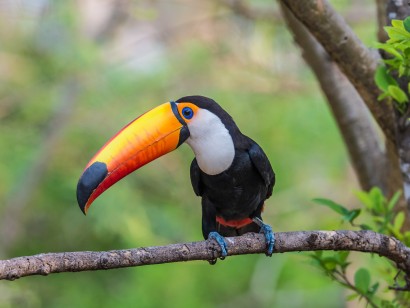 Iguazu Falls Extension