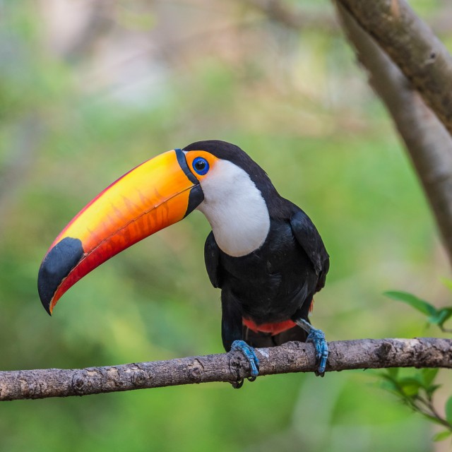 Toco Toucan