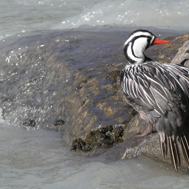 Torrent Duck