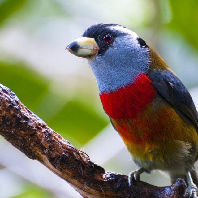 Toucan Barbet