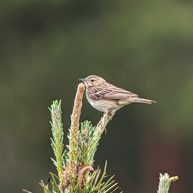 Tree Pipit