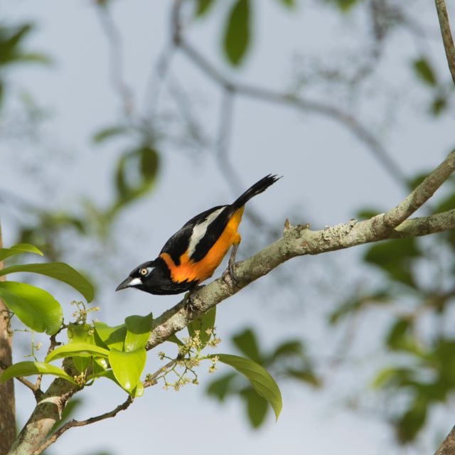 Venezuelan Troupial
