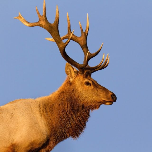 Tule Elk