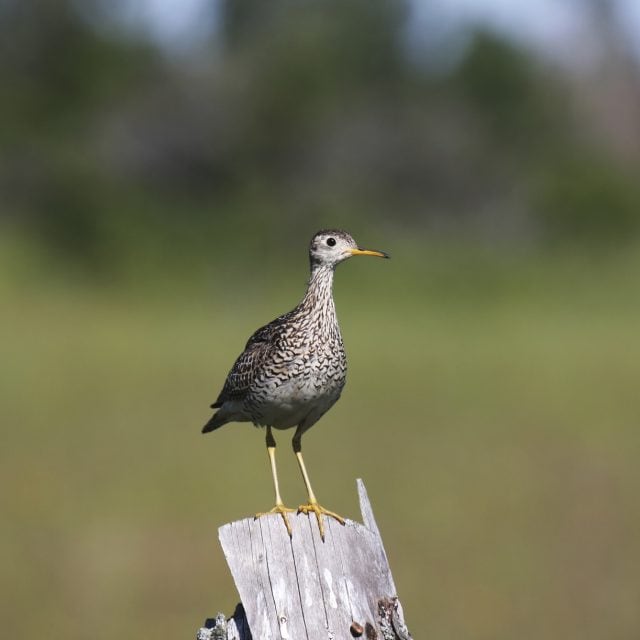 Upland Sandpiper on fence post
