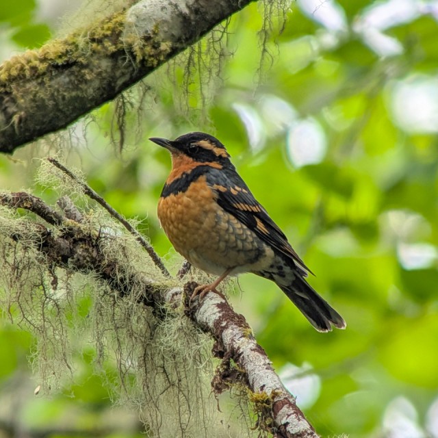 Varied Thrush