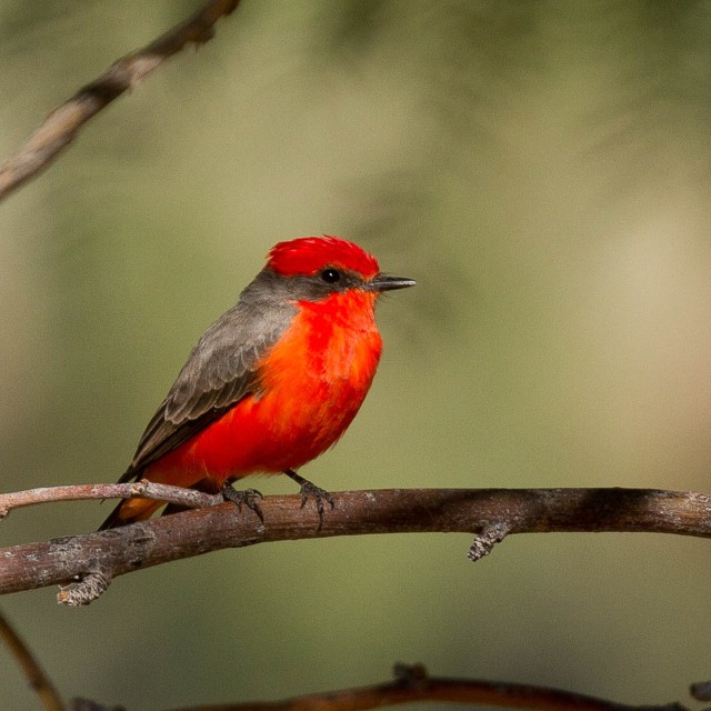 Vermilion Flycatcher
